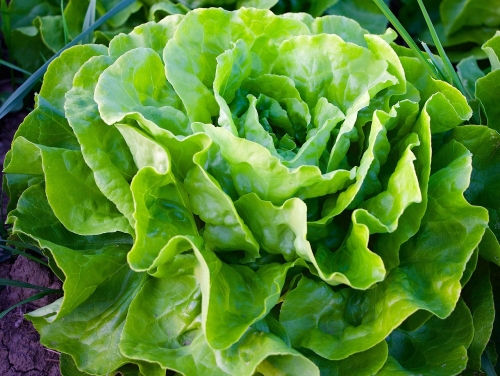 Bio-Kopfsalat
