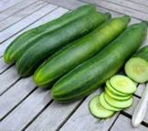 Bio-Salatgurke