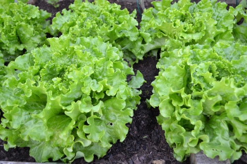 Bio-Batavia grün
