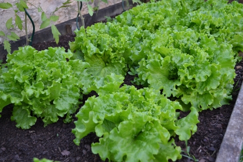 Bio-Batavia grün
